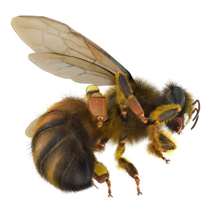 3D model Bee Pose 3