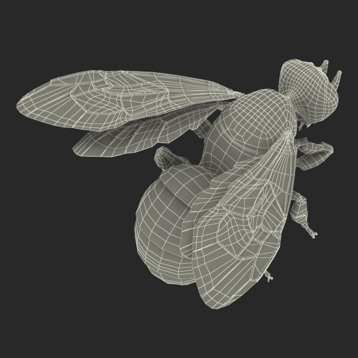 3D model Bee Pose 3