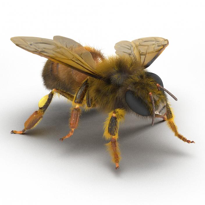 3D model Bee Pose 4