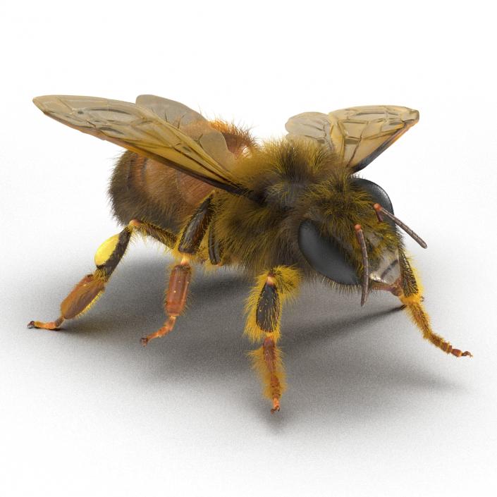 3D model Bee Pose 4