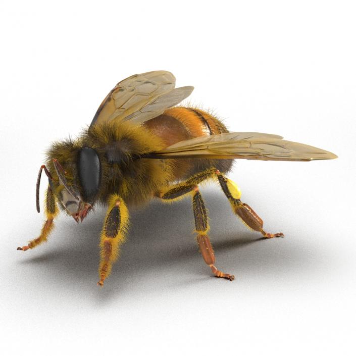 3D model Bee Pose 4