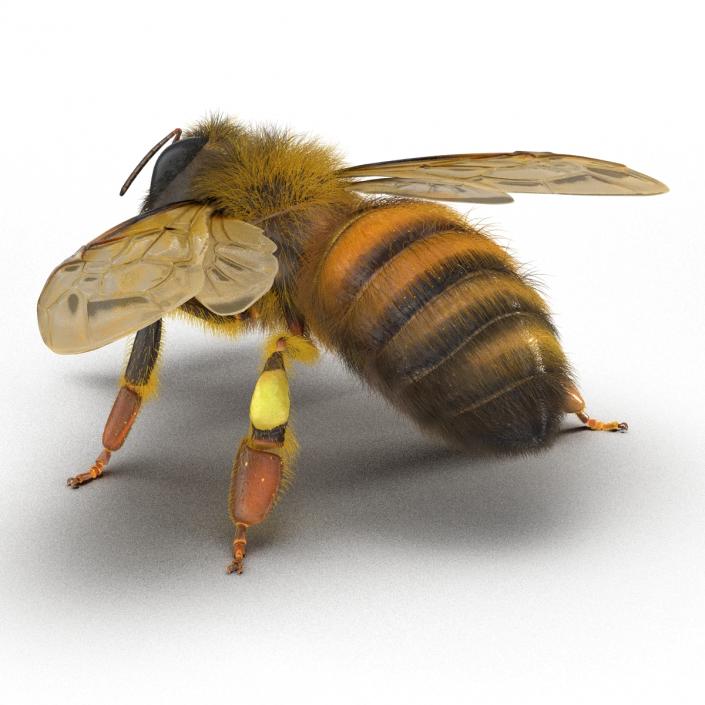 3D model Bee Pose 4