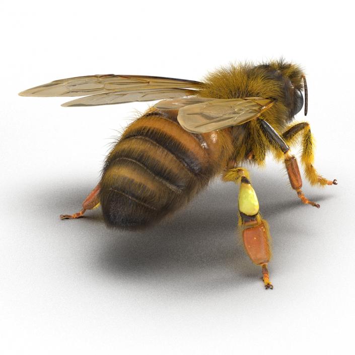 3D model Bee Pose 4