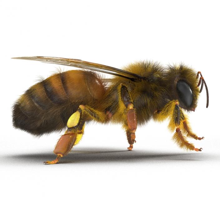 3D model Bee Pose 4