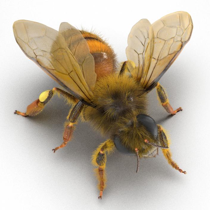 3D model Bee Pose 4