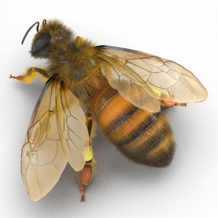 3D model Bee Pose 4