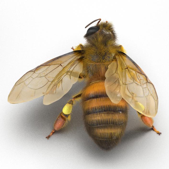 3D model Bee Pose 4