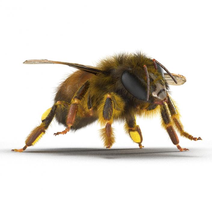 3D model Bee Pose 4