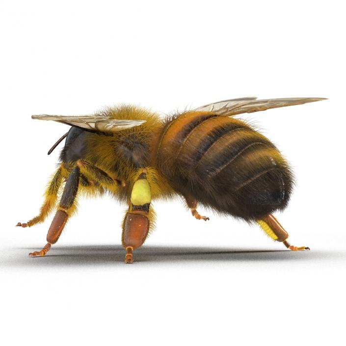 3D model Bee Pose 4