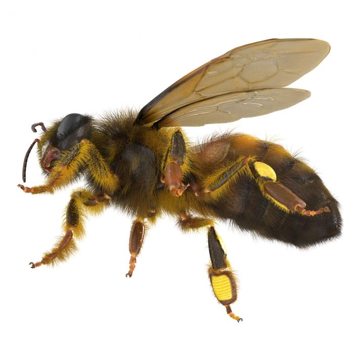 3D model Bee Pose 4