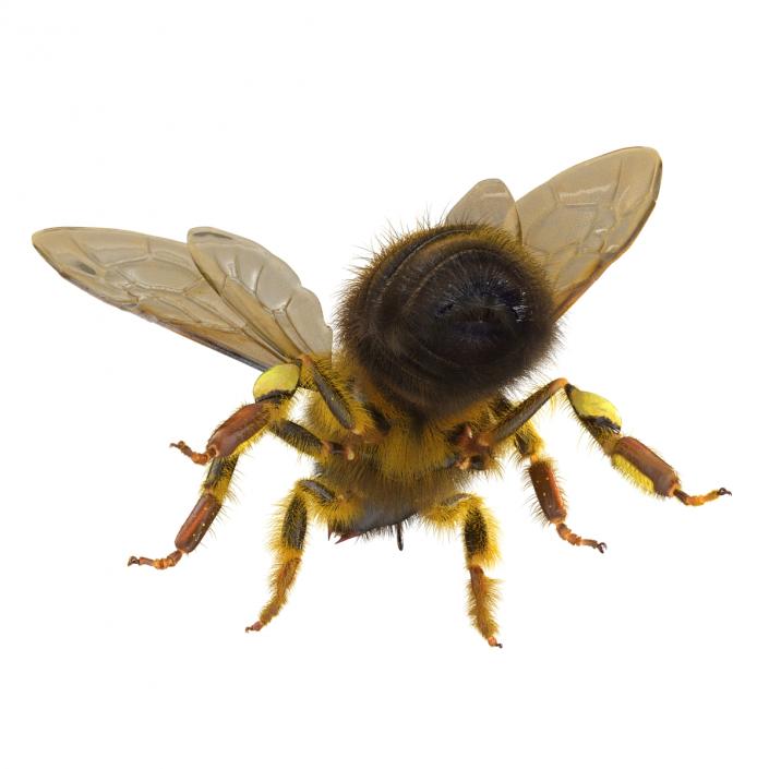 3D model Bee Pose 4