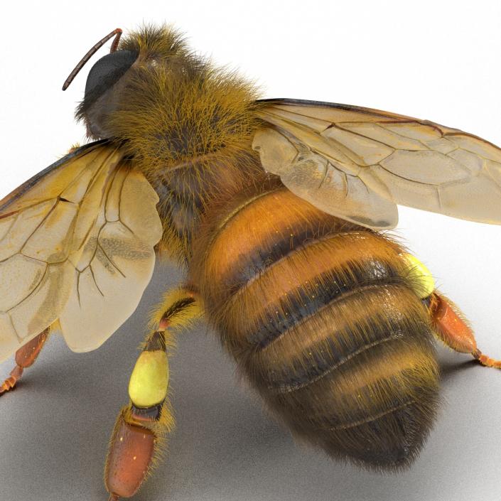 3D model Bee Pose 4