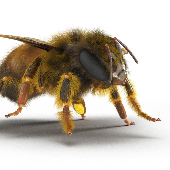 3D model Bee Pose 4