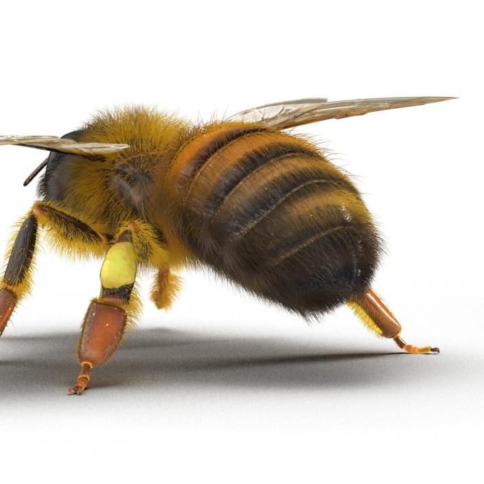 3D model Bee Pose 4