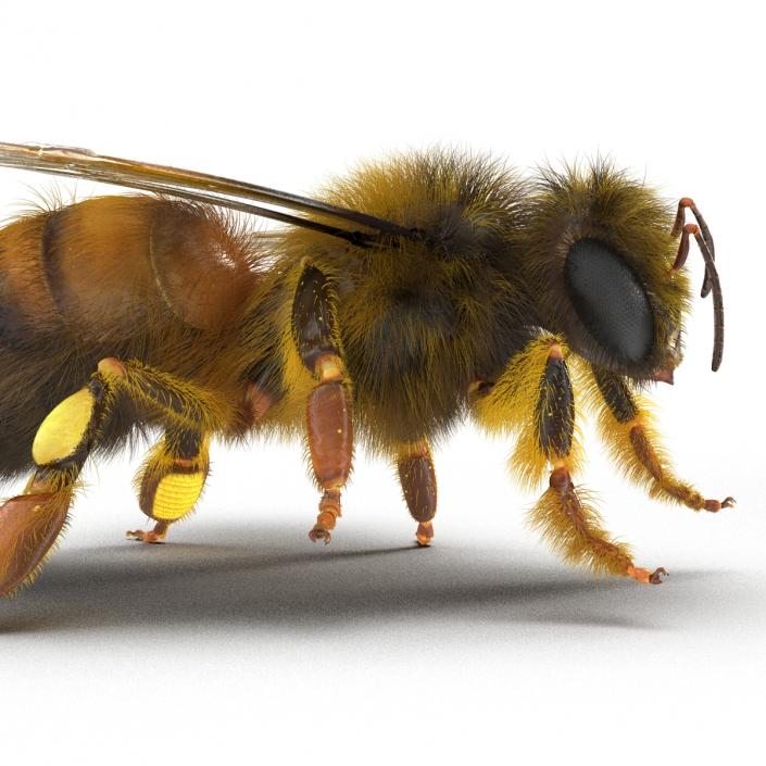 3D model Bee Pose 4