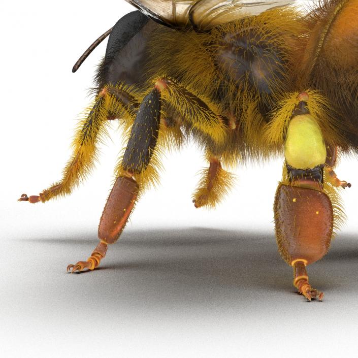 3D model Bee Pose 4