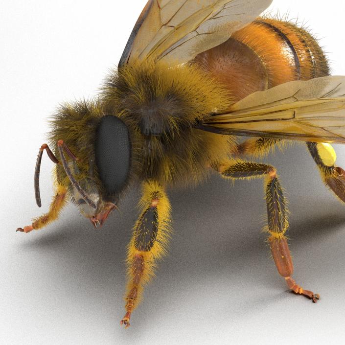 3D model Bee Pose 4