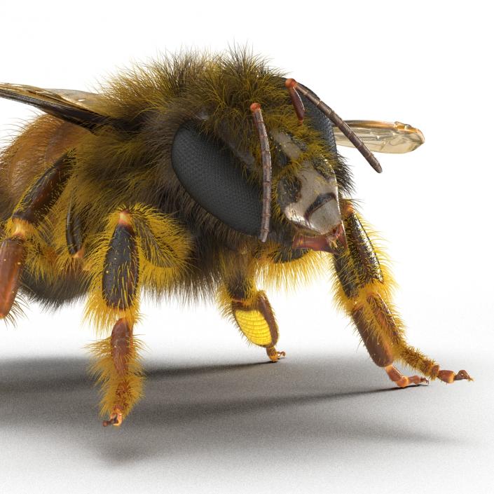 3D model Bee Pose 4