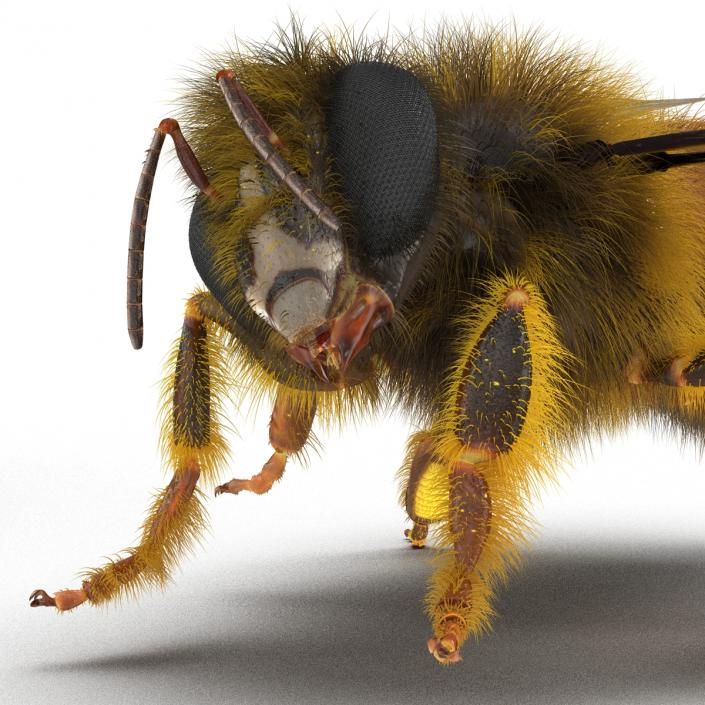 3D model Bee Pose 4