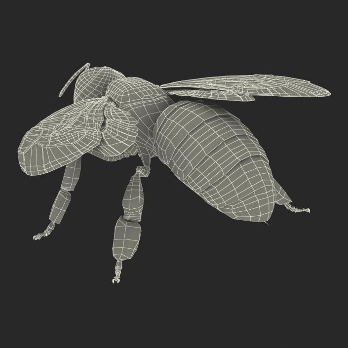 3D model Bee Pose 4