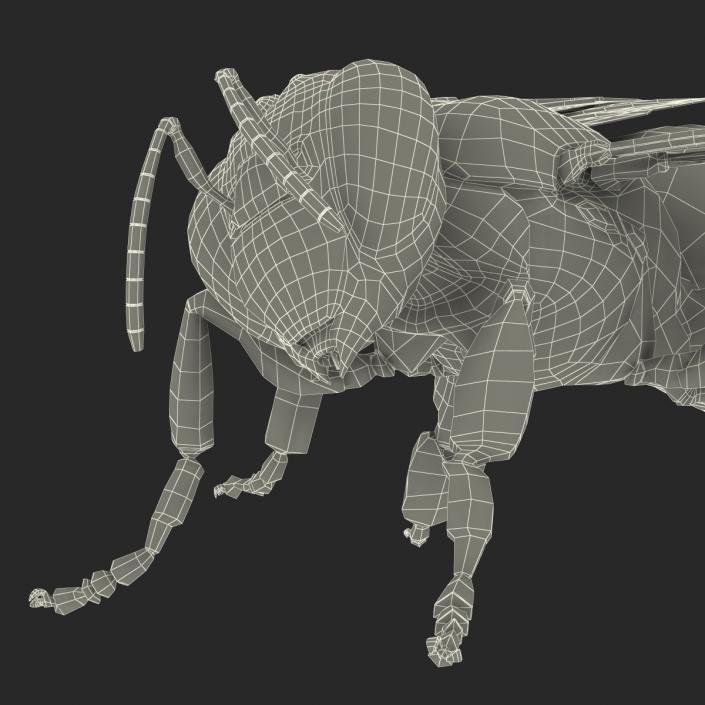 3D model Bee Pose 4