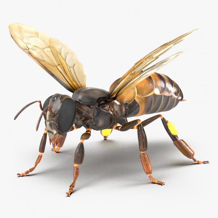 3D Honey Bee Rigged