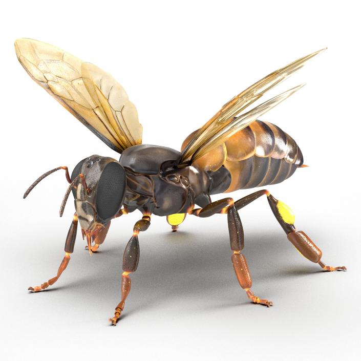 3D Honey Bee Rigged