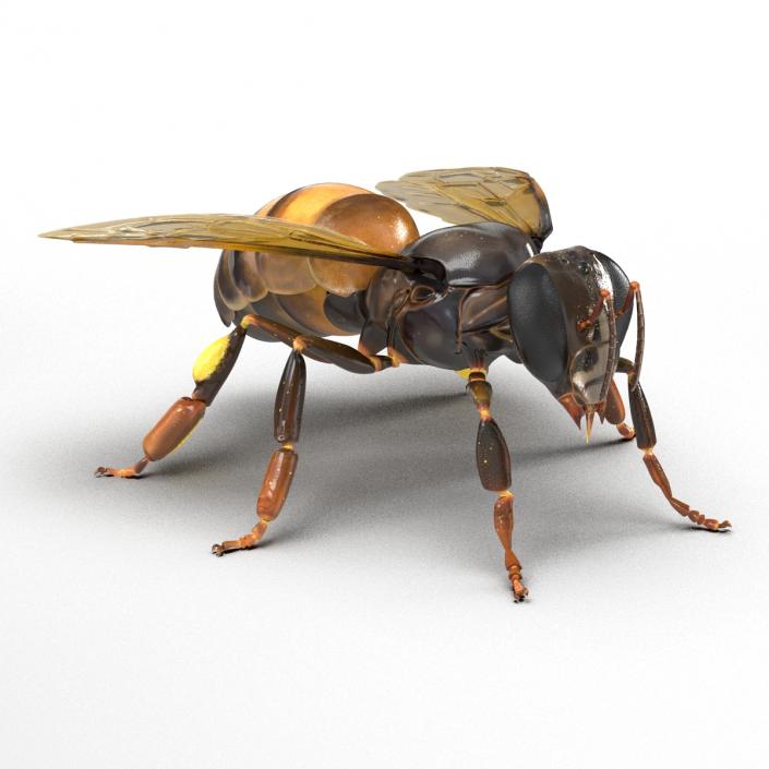 3D Honey Bee Rigged