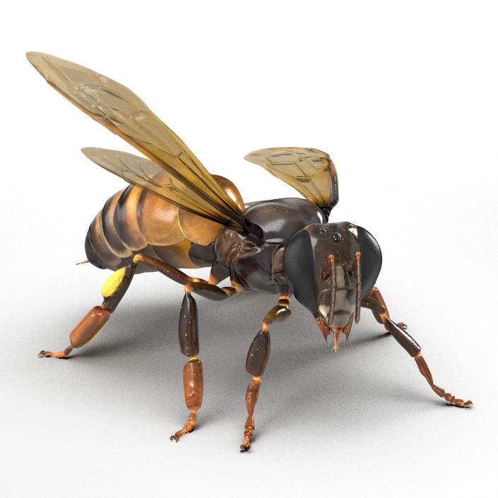 3D Honey Bee Rigged