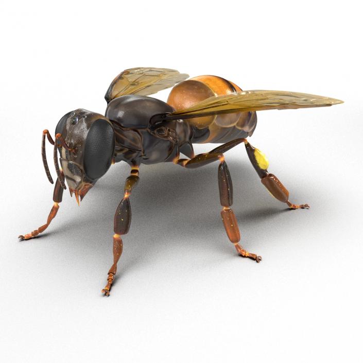 3D Honey Bee Rigged