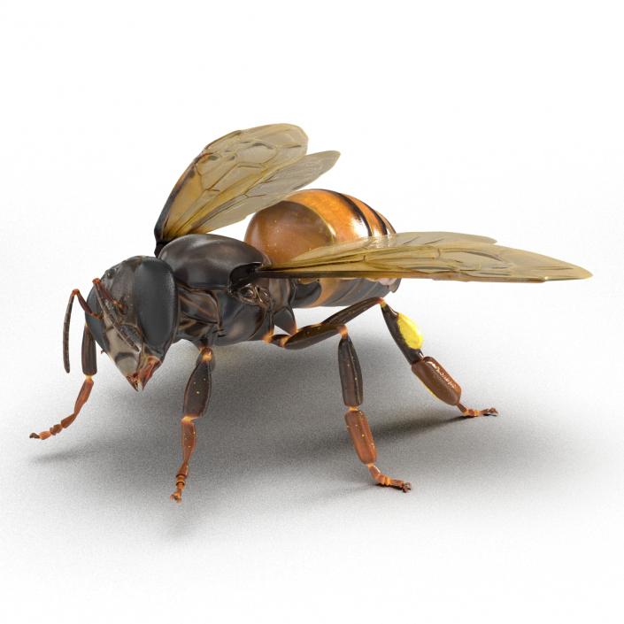 3D Honey Bee Rigged