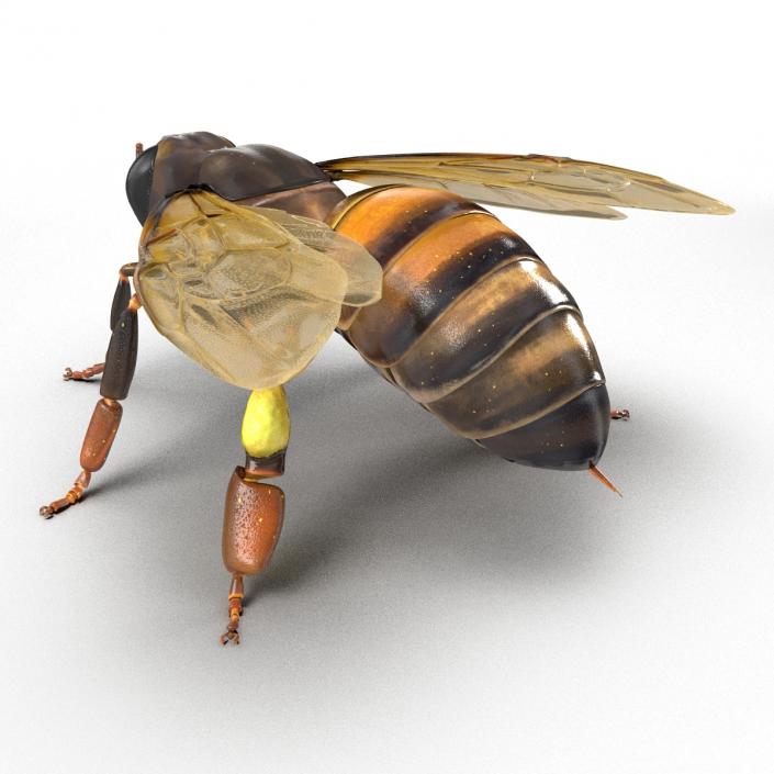 3D Honey Bee Rigged