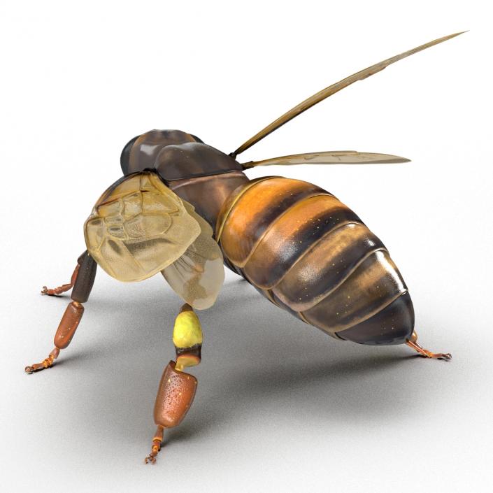 3D Honey Bee Rigged