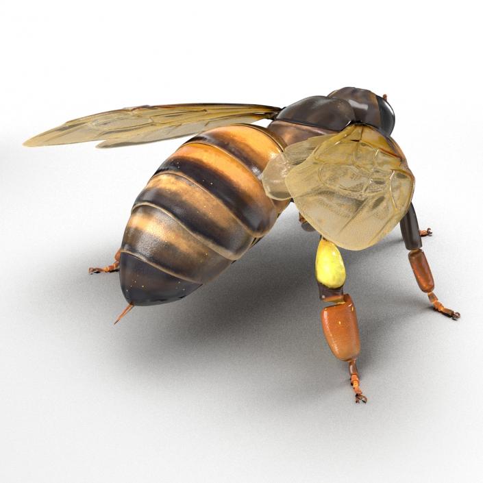 3D Honey Bee Rigged