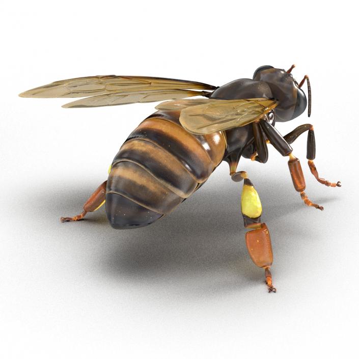 3D Honey Bee Rigged