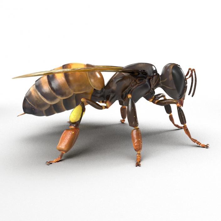 3D Honey Bee Rigged