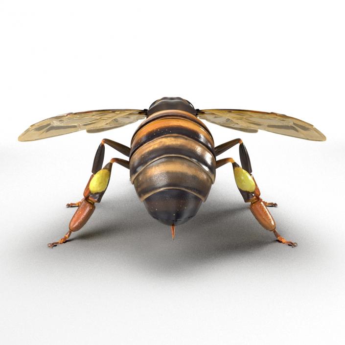 3D Honey Bee Rigged