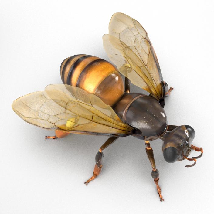 3D Honey Bee Rigged