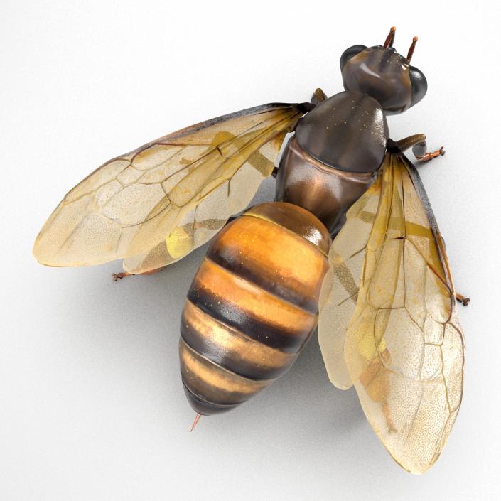 3D Honey Bee Rigged