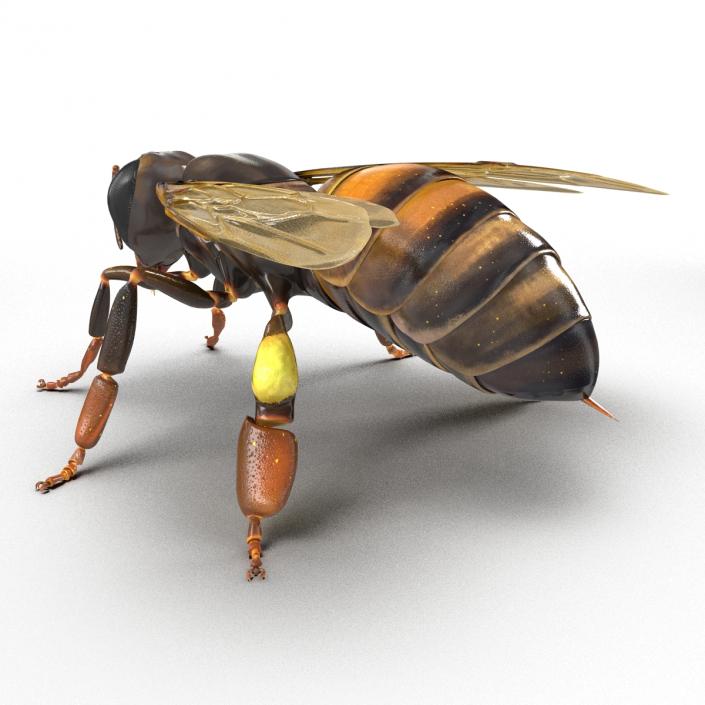 3D Honey Bee Rigged