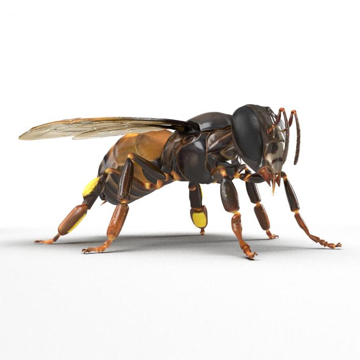 3D Honey Bee Rigged