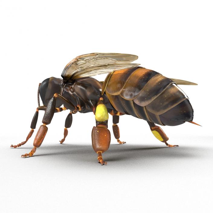 3D Honey Bee Rigged