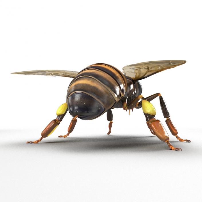 3D Honey Bee Rigged