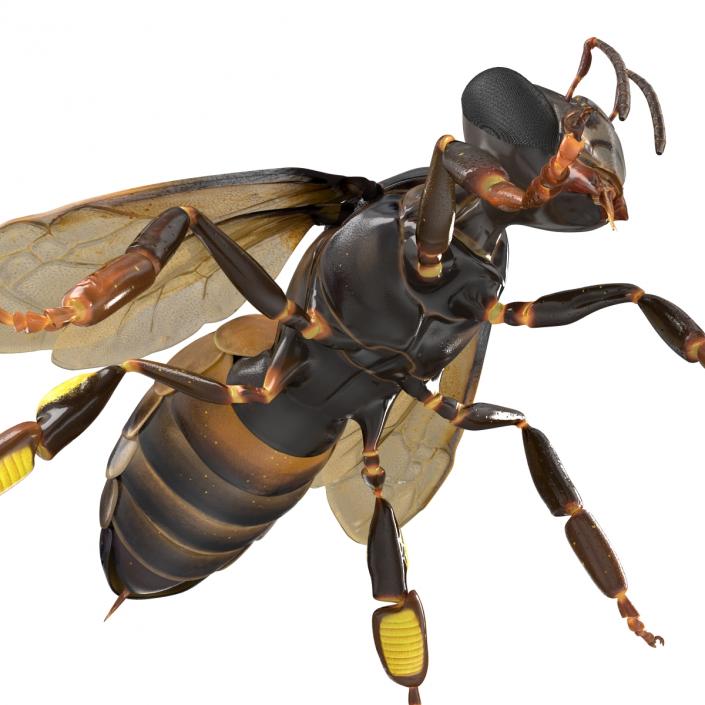 3D Honey Bee Rigged