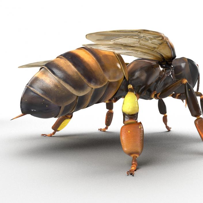 3D Honey Bee Rigged