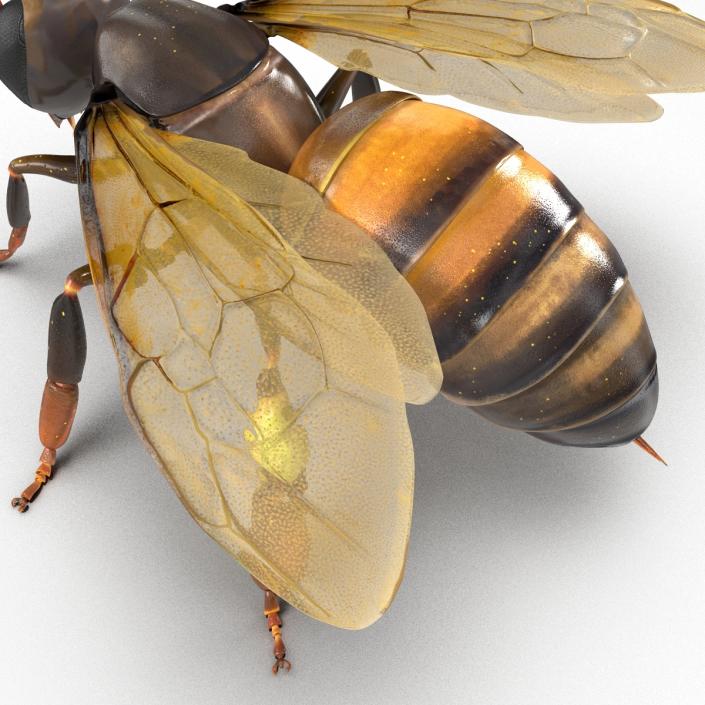 3D Honey Bee Rigged