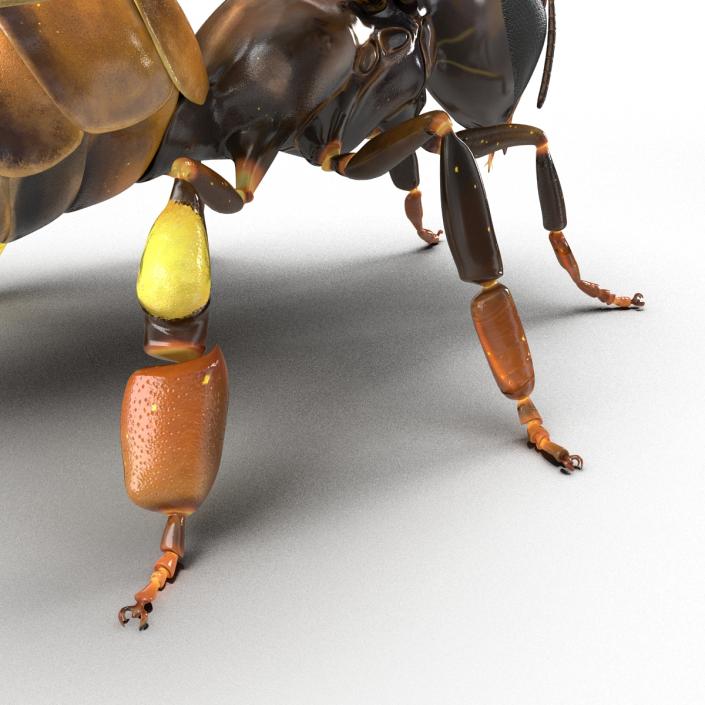 3D Honey Bee Rigged