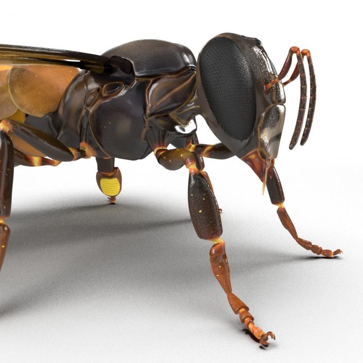 3D Honey Bee Rigged