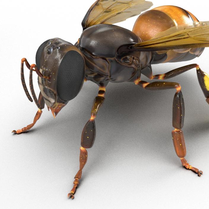 3D Honey Bee Rigged