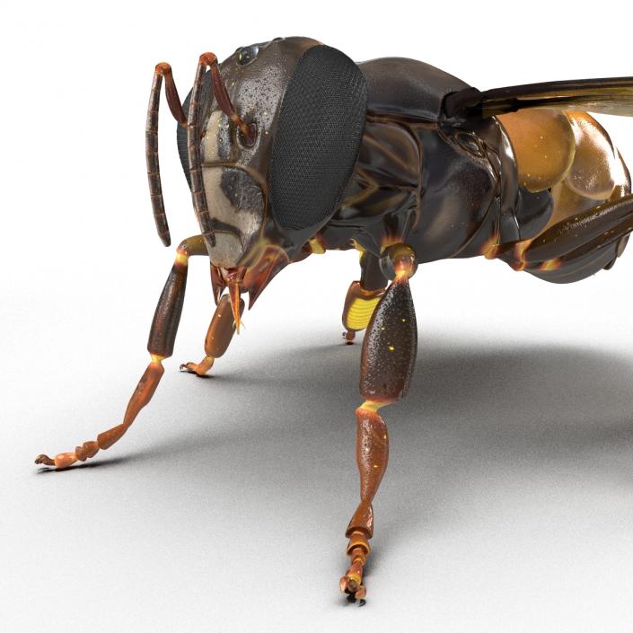 3D Honey Bee Rigged